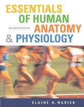 Essentials Human Anatomy and Physiology