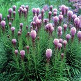 6 x Liatris Spicata 'Kobold' - Lampepoetser Pot 9x9 cm - Paarse Verticale Bloemen