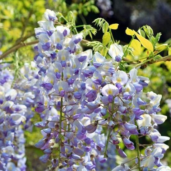 WISTERIA floribunda VIOLACEA PLENA (Glycine du Japon)