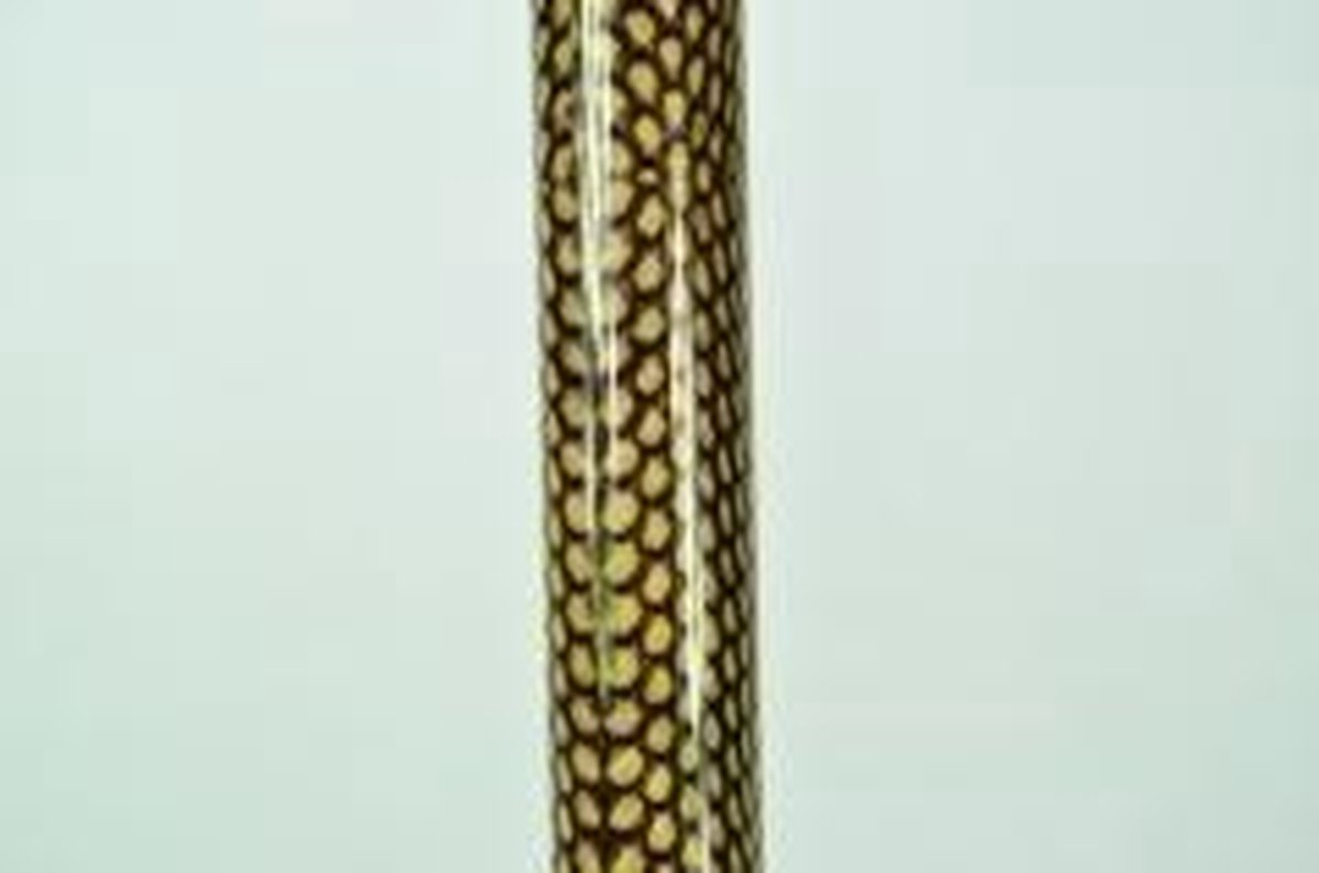 Opvouwbare wandelstok - anatomisch - snake - 84-94 cm - rechtshandig