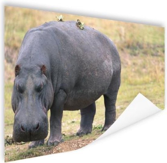 Affiche Hippopotame sur terre sèche 60x40 cm - Tirage photo sur Poster (décoration murale salon / chambre) / Poster Animaux