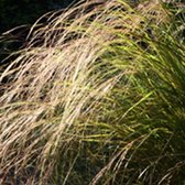 6 x Calamagrostis Arundinacea (= Stipa Arund.) - Struisriet - pot 9 x 9 cm - Sierlijk Siergras voor het Hele Jaar