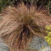 6 x Carex Testacea - Zegge pot 9x9cm - Levendig Siergras met Veranderende Kleuren