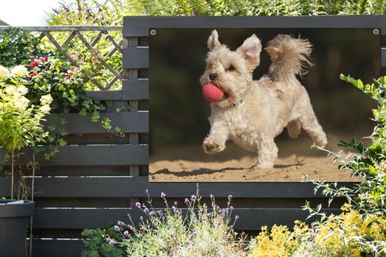 Un chien maltais avec une boule rouge Affiche de jardin 180x120 cm - Toile de jardin / Toile d'extérieur / Peintures d'extérieur (décoration de jardin) XXL / Groot format!
