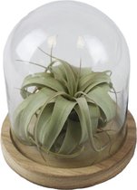 Tillandsia Xerographica in glazen stolp