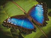 Borduurpatroon Blauwe Morpho Peleides vlinder