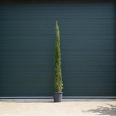 Italiaanse cipresboom Cupressus sempr. Pyramidalis h 225 cm