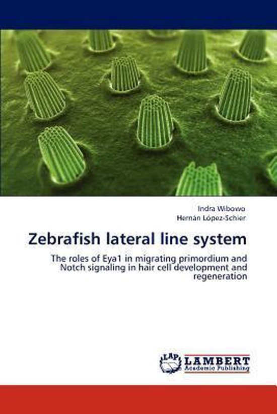 Foto: Zebrafish lateral line system