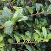 Ilex Crenata 'Convexa' - Hulst 30-40 cm in pot