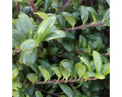 Ilex Crenata 'Convexa' - Japanse hulst 30-40 cm pot