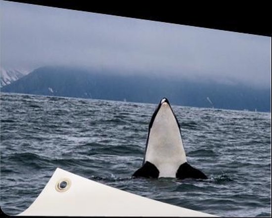 Poster Jardin orque au-dessus de l'eau 60x40 cm - petit - Toile de jardin / Toile d'extérieur / Peintures pour l'extérieur (décoration de jardin)