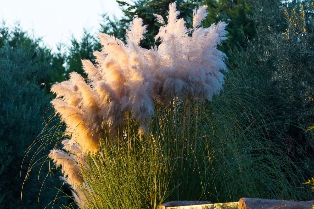 Cortaderia selloana 'Evita' pot 5Ltr. Pampas gras