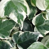 Hedera Algeriensis 'Gloire De Marengo' - Klimop - 50-60 cm pot: Klimop met bont blad, groen met crèmekleurige randen.
