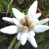 6 x Leontopodium Alpinum - Edelweiss - Pot 9x9cm - Bekend als 'Alpenrozen'