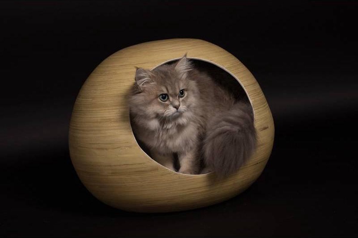 dandy cat ball