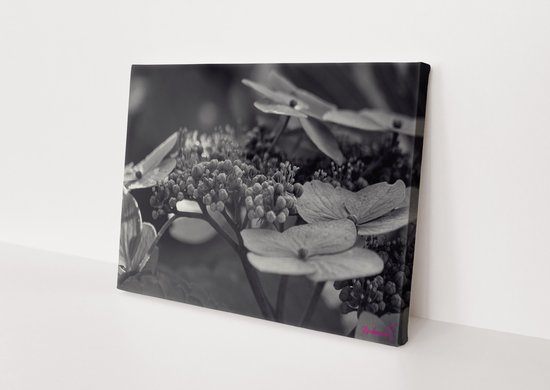 Plant | Close-up |Zwart-wit | Natuur | Stichting BY Amanda | Canvasdoek | Wanddecoratie | 90CM x 60CM | Schilderij