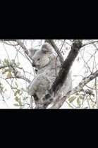 White Koala Bear