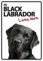 My Black Labrador lives here