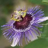 Passiflora Purple Haze 50-60 cm in pot