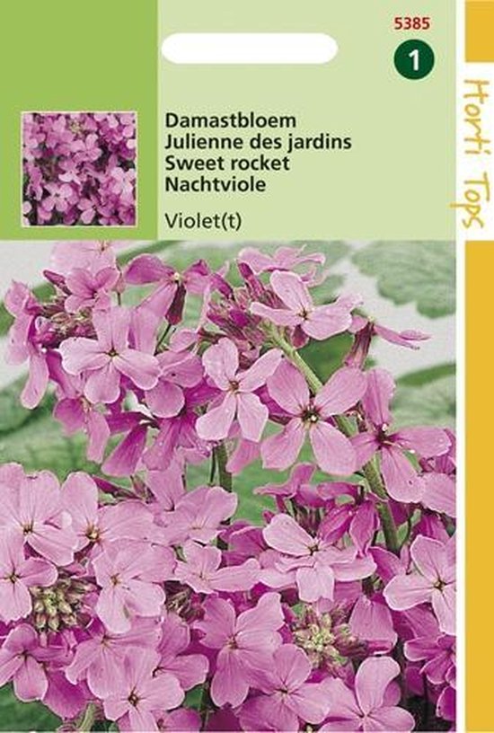 Foto: 2 stuks hortitops hesperis matronalis violet damastbloem