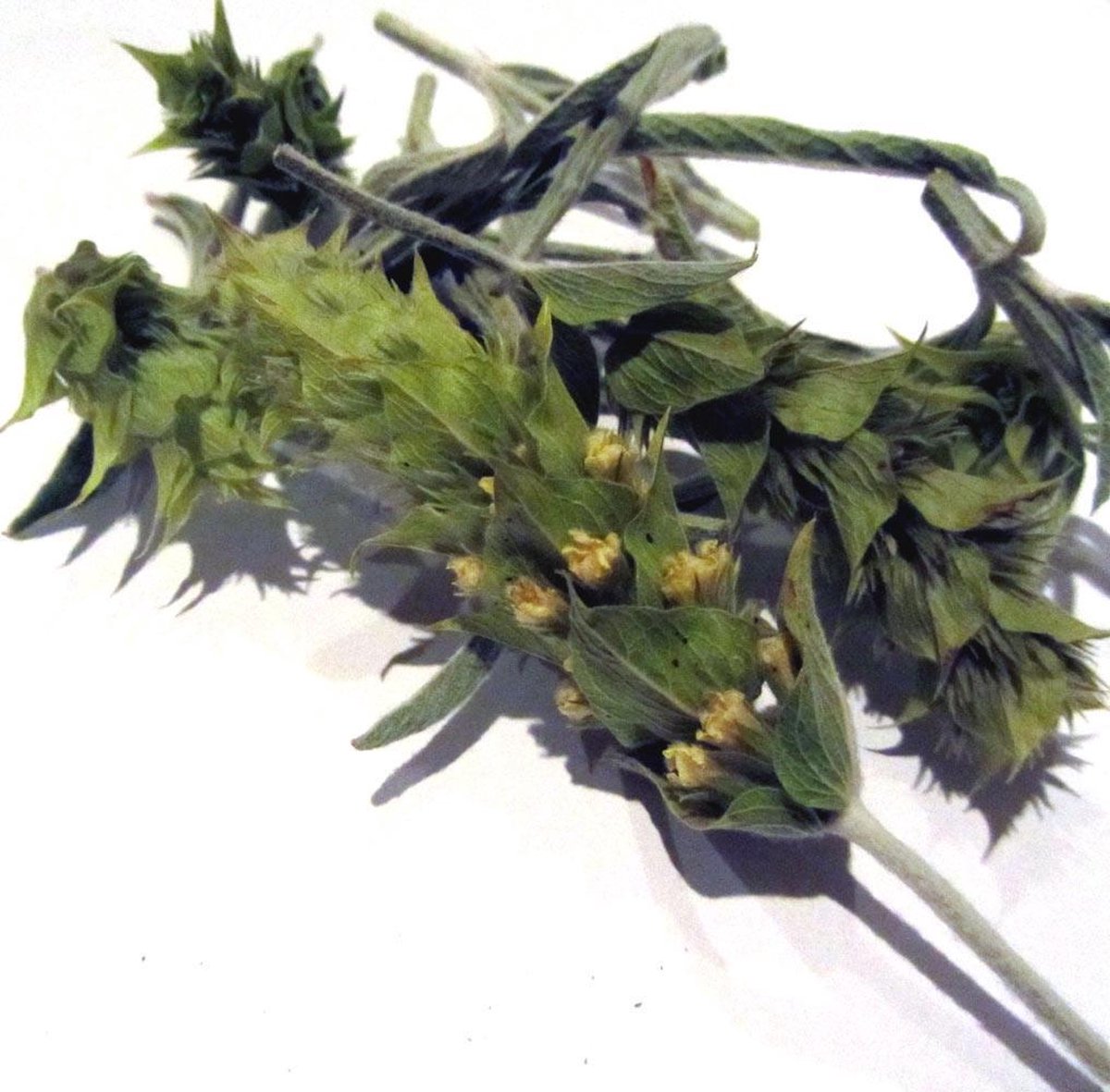 Griekse Bergthee (Bio) 25 gr.