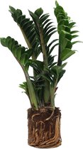 Ogreen Zamioculcas Zamiifolia Zenzi