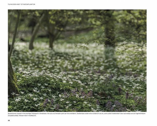 Bosanemonen in bloei in een bos, met bomen op de achtergrond.