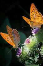 Silver Bordered Fritillaries