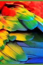 Hope Is the Feather That Reminds Us We Have Wings