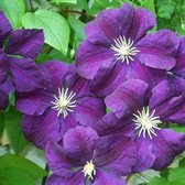 3 x Clematis Etoile Violette: 3 halen/2 betalen - Klimplant  | Paars Bloeiend, Meerjarig en Winterhard | 3 x 1,5 liter pot