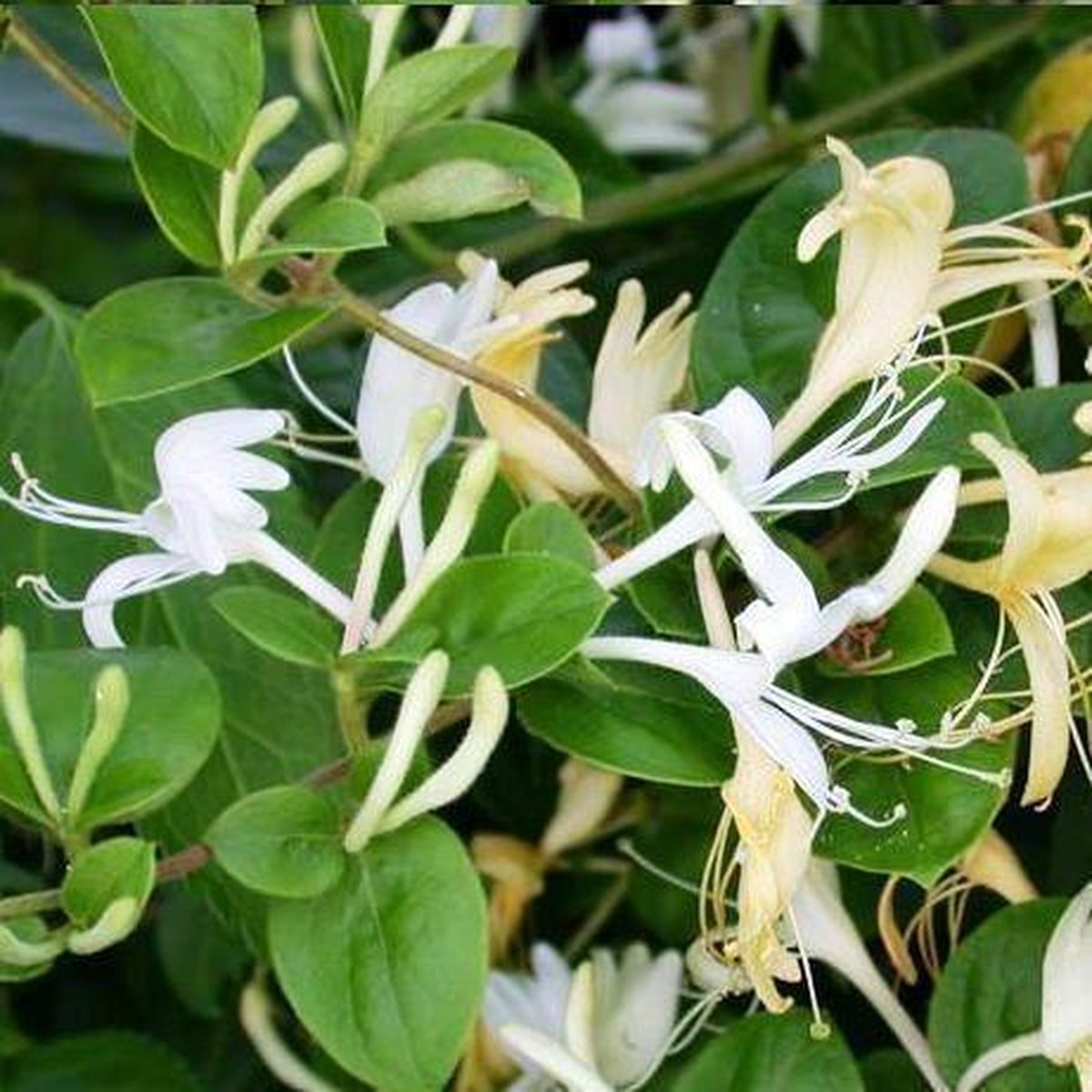 3 x Kamperfoelie Caprifolium (Lonicera): 3 halen/2 betalen - 3 stuks Klimplanten | Room Wit - Meerjarig en Winterhard | 3 x 1,5 liter pot