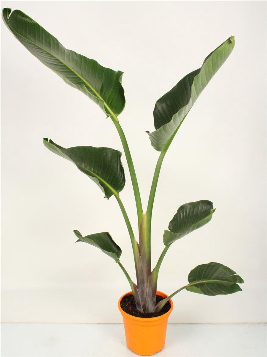 Strelitzia Augusta 140cm hoog potmaat ∅24