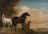 Poster twee paarden in de wei bij een hek - Schilderij Paulus Potter - 50x70 cm
