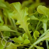 Eikenbladsla zaden biologisch (Lactuca sativa) 0.5 g