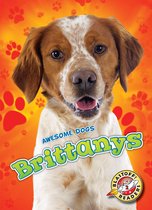 Awesome Dogs - Brittanys