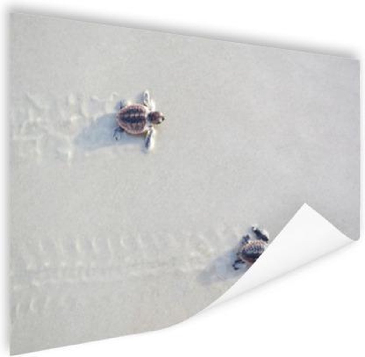 Poster Twee kleine schildpadden - 40x30 cm
