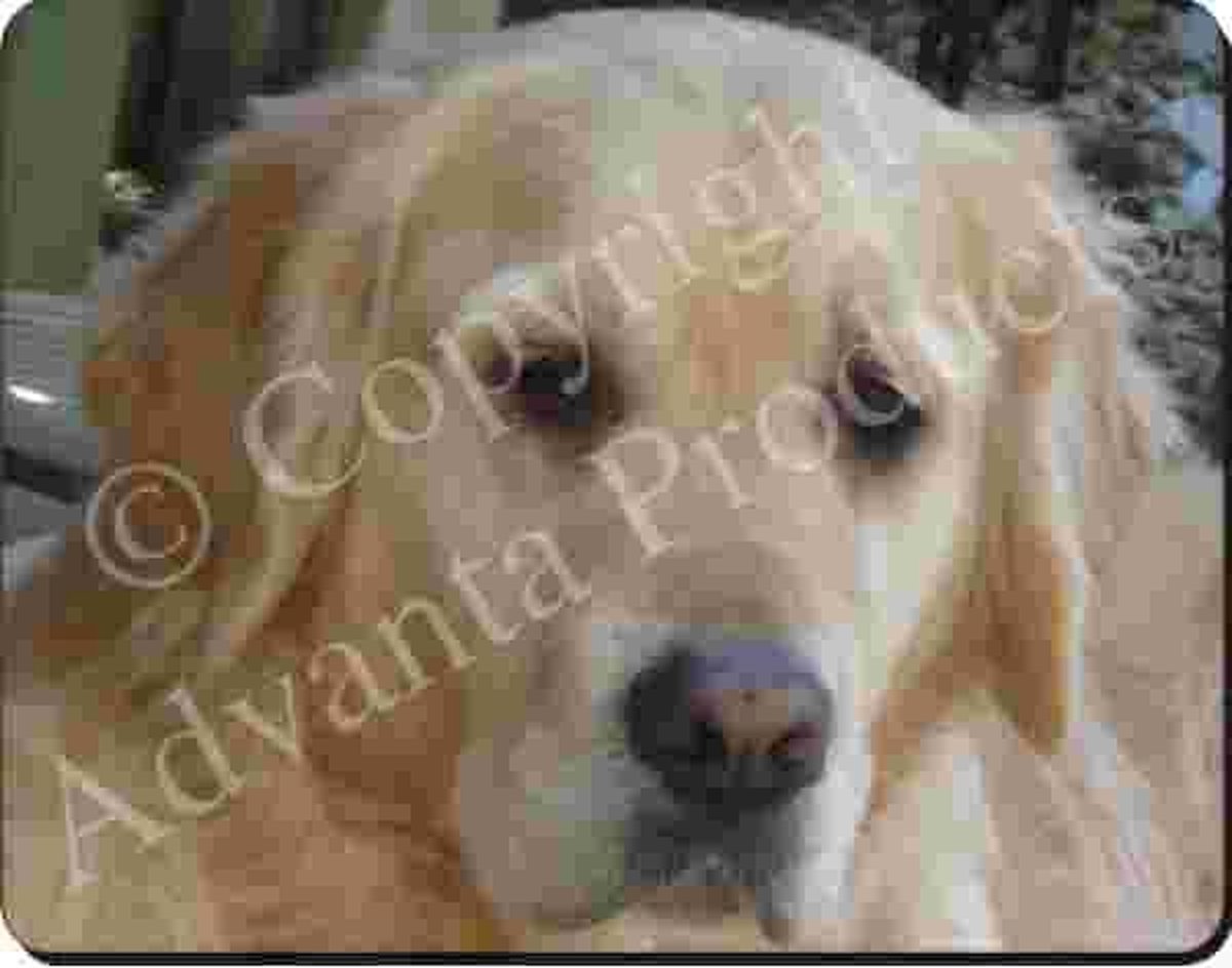 Golden Retriever close up Muismat