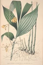 Vintage Poster Botanisch Planten Orchidee - Large 70x50 cm - (Planten/Bloem)