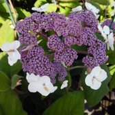 Hydrangea Aspera 'Sargentiana' - Hortensia - 25-30 cm in pot: Grote struik met zachte, vilten bladeren en paarse bloemschermen.