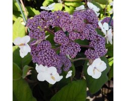 Hydrangea Aspera Sargentiana - Hortensia 25 - 30  cm in pot