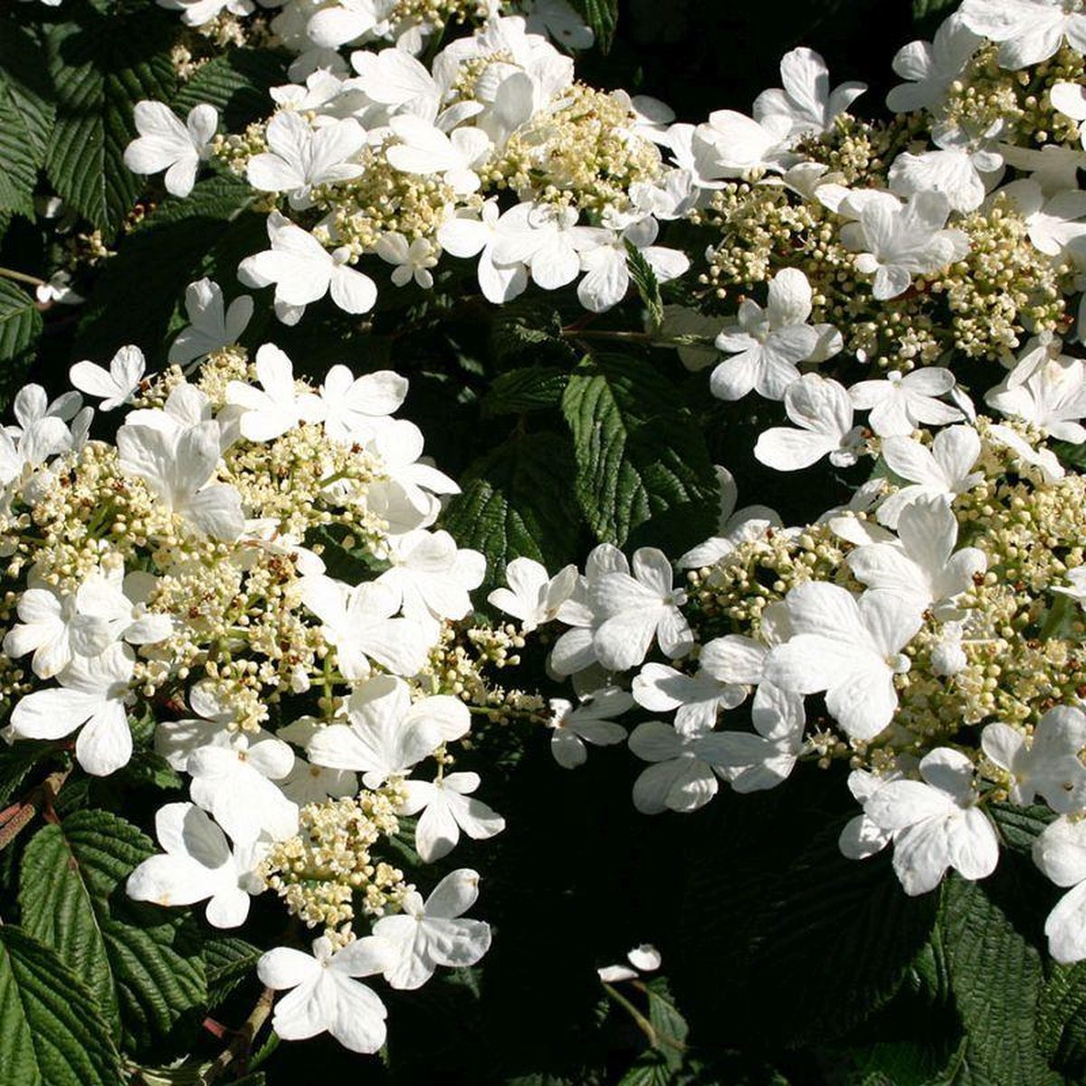 Japanse sneeuwbal - Viburnum plicatum 'Mariesii' 40-60 cm