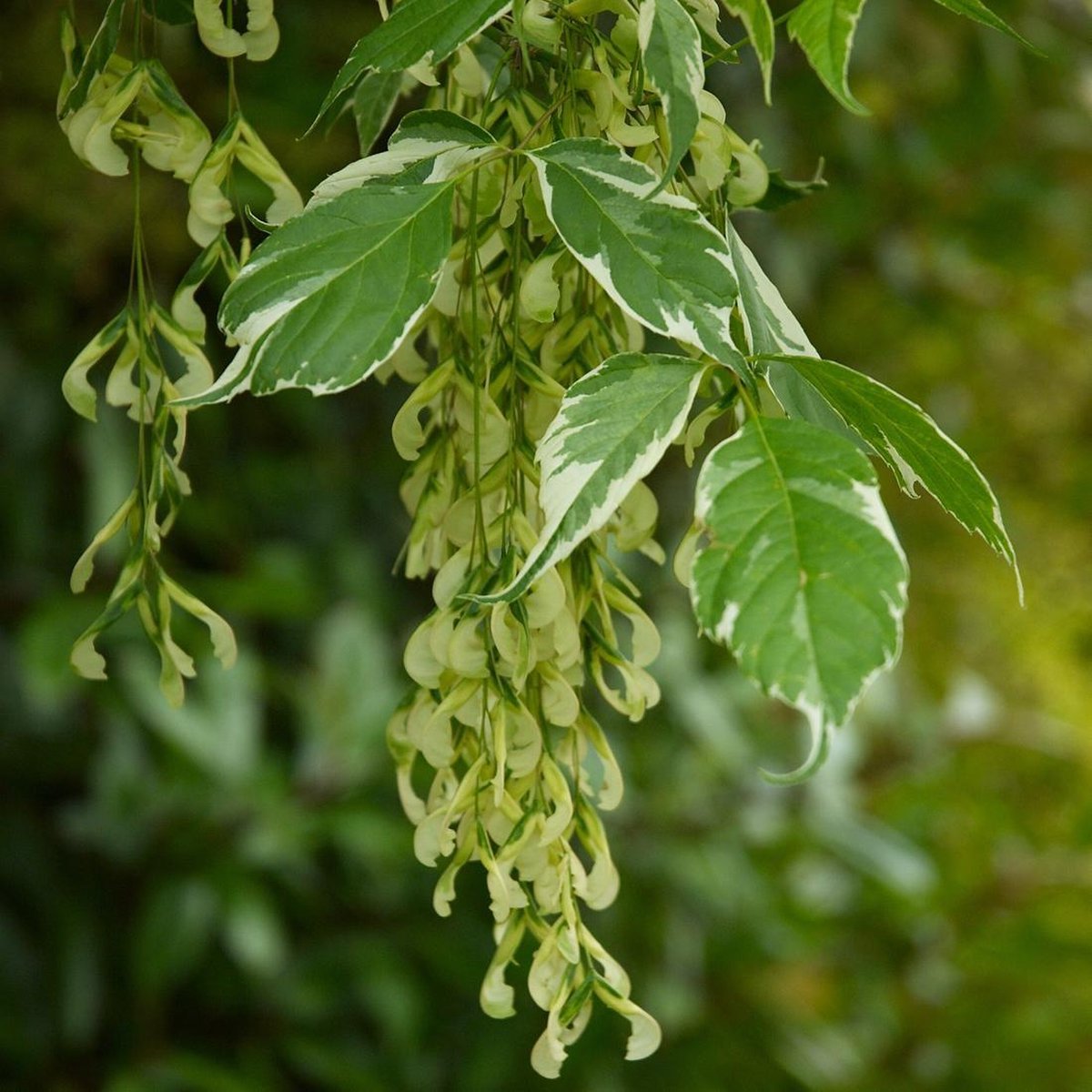 Acer Negundo 'Variegatum' - Vederesdoorn;Bonte vederes 50-60 cm pot