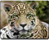 Jaguar  Muismat