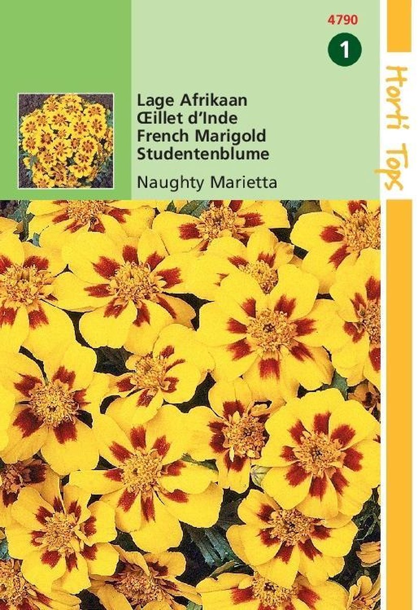 Hortitops Lage Afrikaan Bloemzaad - Naughty Marietta