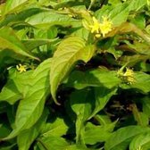 Diervilla Splendens - Diervilla 40-60 cm in pot