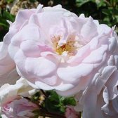 Rosa 'Marie Pavié' - Roos in pot