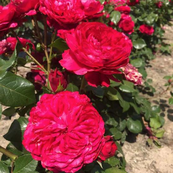 Rosa 'Leonardo Da Vinci' - STRUIKROOS, FLORIBUNDA 'LEONARDO DA VINCI', roos in pot