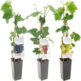 Tuin de Bruijn® Mix van 3 Druivenplanten: rood, wit en blauw - Druivenstruiken - Vitis Vinifera - Druif - Hoogte 50-70 cm - Zelfbestuivend en Winterhard - Het hele jaar te planten