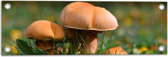 WallClassics - Poster de jardin - Petits champignons marron - 60x20 cm Photo sur Poster de jardin (décoration murale pour extérieur et intérieur)