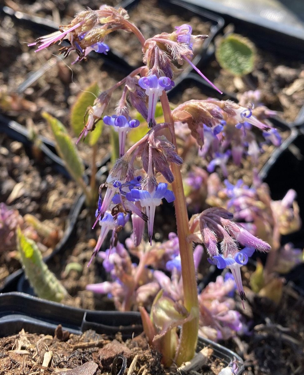 6 x Trachystemon orientalis - Orientaals komkommerkruid - P9 Pot (9 x 9cm) - Dima Vaste Planten